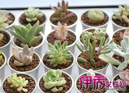 【肉肉植物的种植方法】【图】肉肉植物的种植