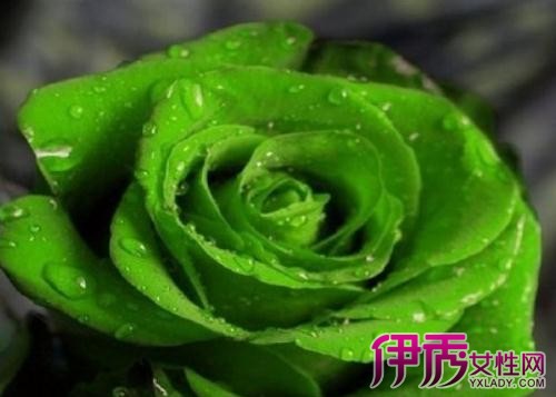 【图】鉴赏绿色玫瑰花 教你如何种植玫瑰