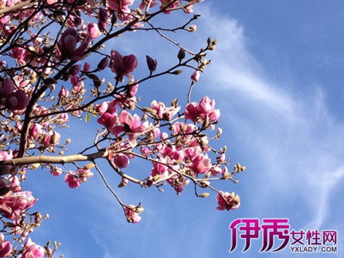 【白玉兰树繁殖】【图】白玉兰树繁殖方法有哪