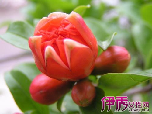 【石榴树苗几年能结果】【图】石榴树苗几年能