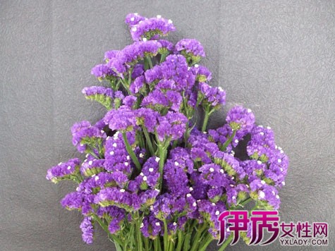 【勿忘我花语和图片】【图】勿忘我花语和图片