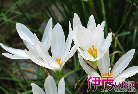 【兰草花栽培】【图】兰草花栽培方法有哪些?