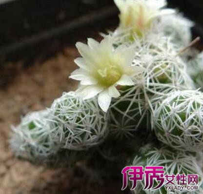 【图】白鸟多肉植物能开花吗 几大事项助盆栽植株健康成长