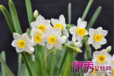 【水仙花的种植方法】【图】水仙花的种植方法