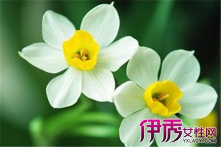 【水仙花的种植方法】【图】水仙花的种植方法