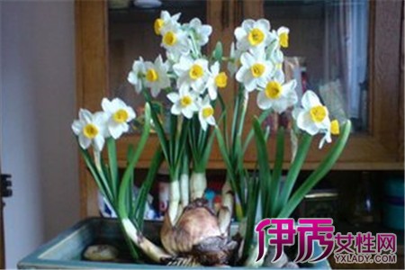 【水仙花的种植方法】【图】水仙花的种植方法