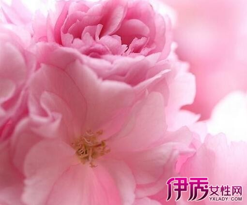 【樱花花语是什么】【图】美丽的樱花花语是什