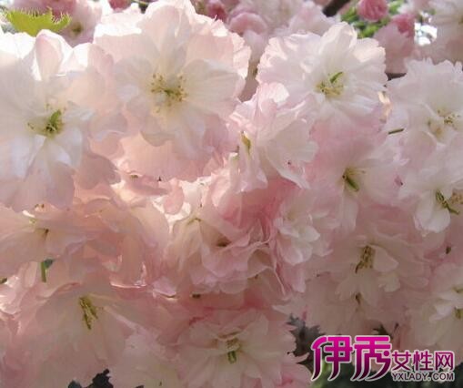 【樱花花语是什么】【图】美丽的樱花花语是什