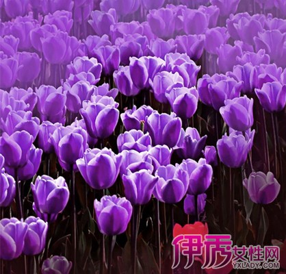 【郁金香种球多久发芽】【图】郁金香种球多久