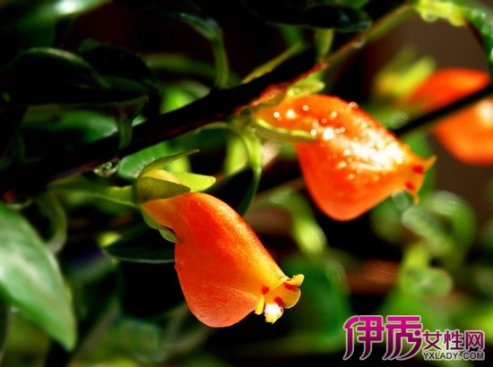 【金鱼吊兰可以放卧室吗】【图】金鱼吊兰可以