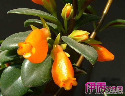 【金鱼吊兰可以放卧室吗】【图】金鱼吊兰可以