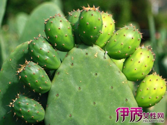 【除了仙人掌还有什么植物抗旱】【图】除了仙