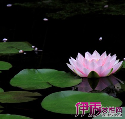 【挺水植物种植方法】【图】挺水植物种植方法