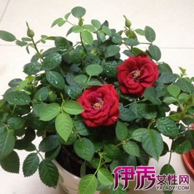 【小玫瑰盆栽】【图】小玫瑰盆栽怎么种 3个步