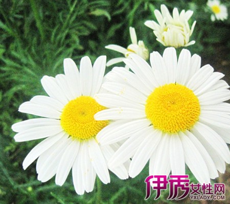 【白色菊花代表什么】【图】白色菊花代表什么