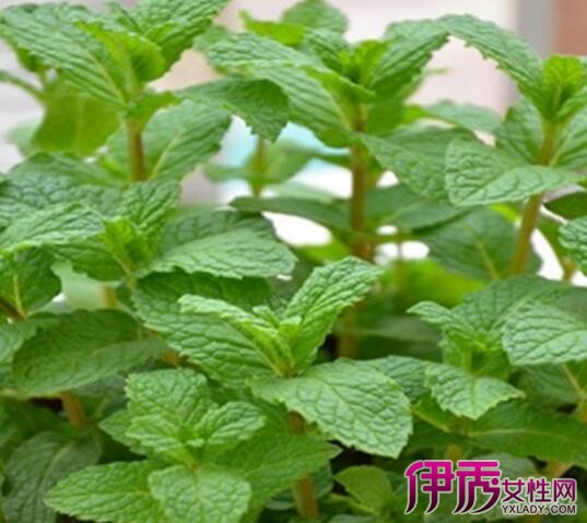 【香薄荷图片】【图】香薄荷图片欣赏 和你分享薄荷花的药用及食用价值(3)_伊秀花草|yxlady.com