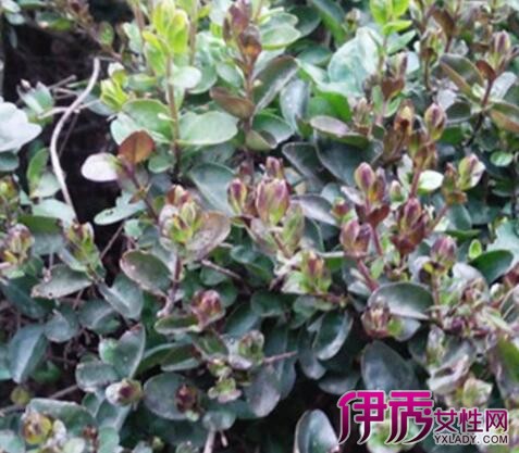 【绿篱植物有哪些】【图】绿篱植物有哪些 为