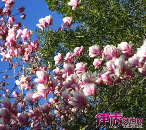 【玉兰树叶】【图】玉兰树叶子和花有什么功效