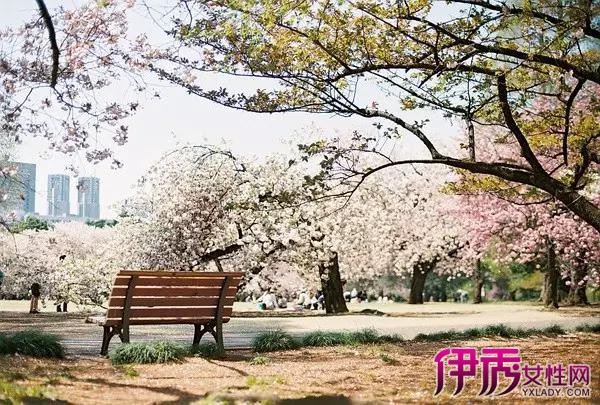 【樱花什么时候开的】【图】武汉大学樱花什么