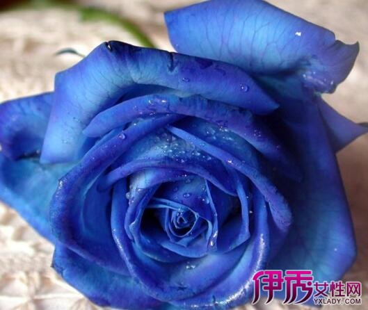 【蓝色冰玫瑰】【图】蓝色冰玫瑰的花语是什么
