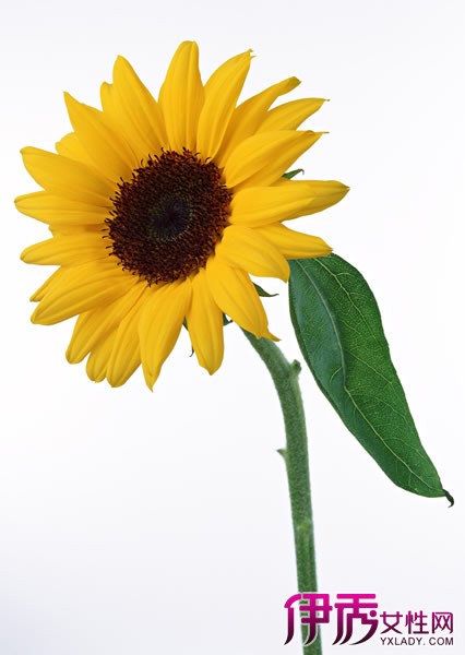 【向日葵叶子图片大全】【图】向日葵叶子图片