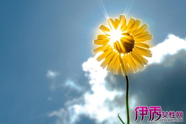 【向日葵叶子图片大全】【图】向日葵叶子图片