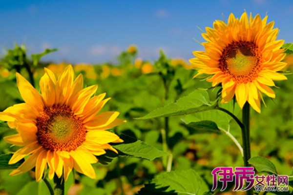 【向日葵叶子图片大全】【图】向日葵叶子图片