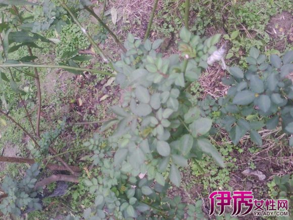 【月季嫁接砧木有哪些】【图】月季嫁接砧木有