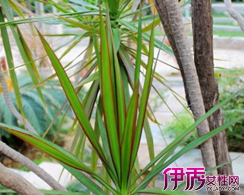 【马尾铁图片】【图】马尾铁图片大全 马尾铁