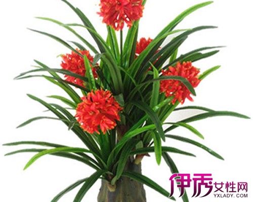 【马尾铁图片】【图】马尾铁图片大全 马尾铁