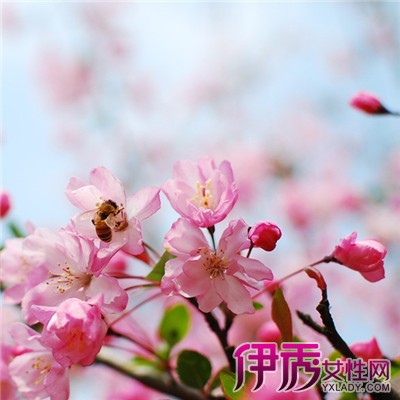 【樱花几月开放】【图】日本樱花几月开放 教