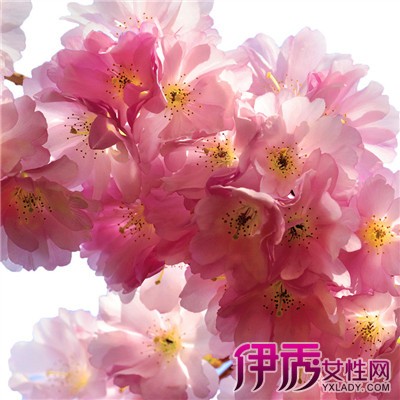 【樱花几月开放】【图】日本樱花几月开放 教