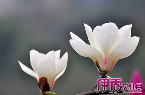 【玉兰花种植方法】【图】玉兰花种植方法详细