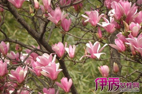 【玉兰花种植方法】【图】玉兰花种植方法详细