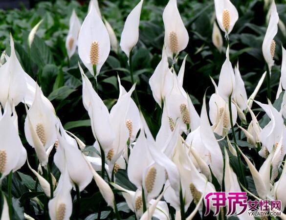 【室内盆景植物名字及图片】【图】室内盆景植