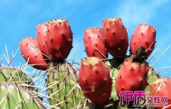 【图】仙人掌果图片欣赏 【图】仙人掌果图片欣赏