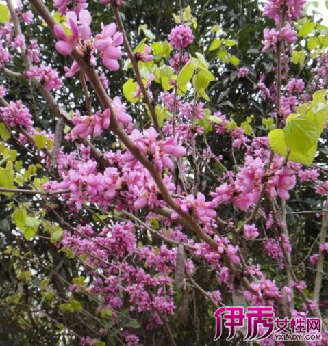 【香港紫荆花的资料】【图】香港紫荆花的资料