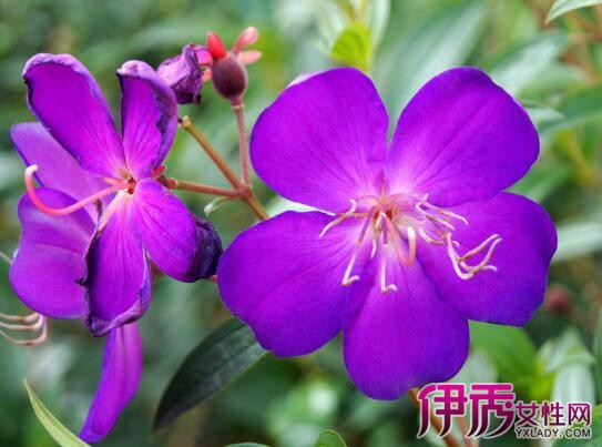 【巴西野牡丹怎么养】【图】巴西野牡丹怎么养