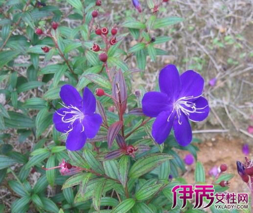 【巴西野牡丹扦插】【图】巴西野牡丹扦插的方