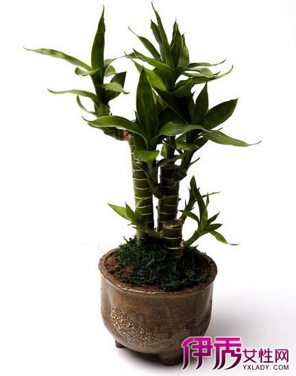 【富贵竹能放在卧室吗】【图】富贵竹能放在卧