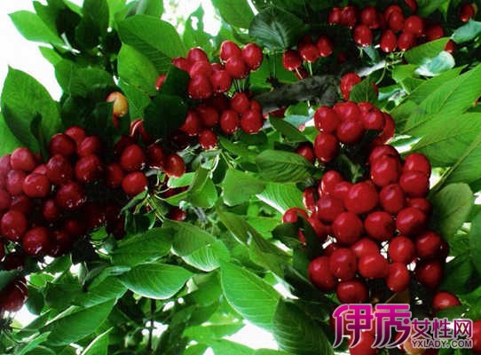 【盆栽樱桃树苗的种植方法】【图】盆栽樱桃树