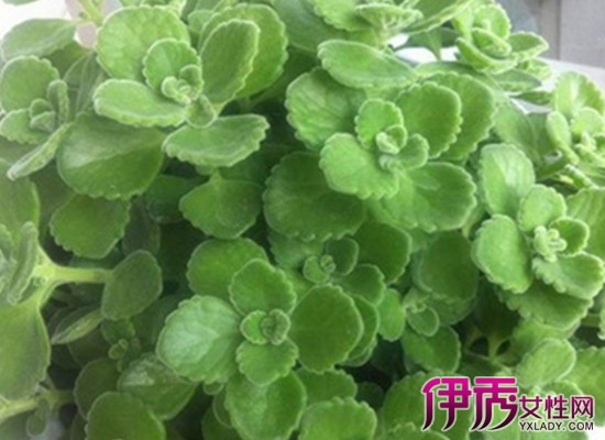 【哪种盆栽比较好养】【图】哪种盆栽比较好养