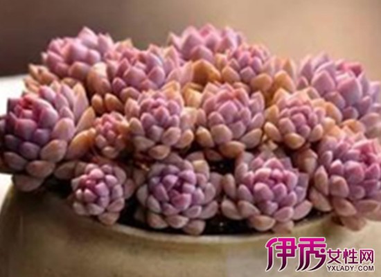 【多肉植物什么品种好看】【图】多肉植物什么