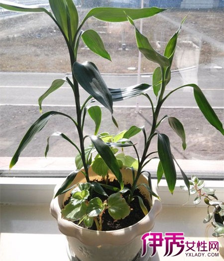 【土养富贵竹的养殖方法和注意事项】【图】介