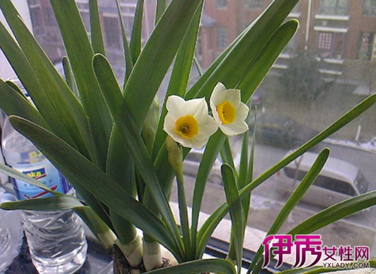 【水仙花开花后怎么养】【图】水仙花开花后怎