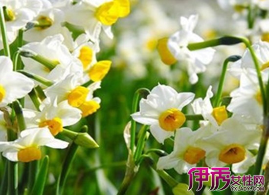 【图】水仙花开花后怎么养 介绍3种实用技巧教你养殖水仙花