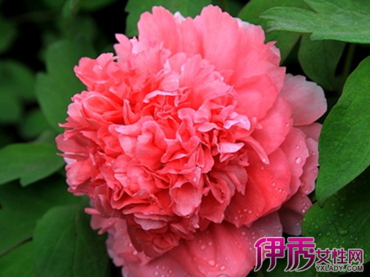 【牡丹花籽怎么种植】【图】牡丹花籽怎么种植