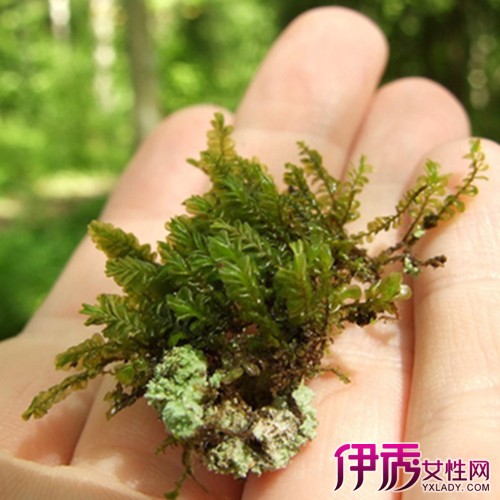 【图】苔藓植物的种类丰富 苔藓绿化成时尚