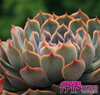 【南方多肉植物怎么过冬】【图】南方多肉植物