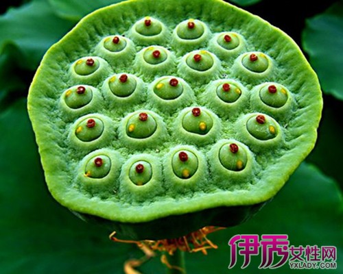 【植物如何传播种子】【图】植物如何传播种子